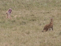 Serval und Loewin