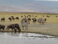 Gnus und Zebras