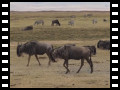 Gnus