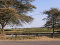 Zwischen Ngorongoro und Mto wa Mbu