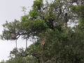 Rote Colobusaffen und Diademmeerkatze