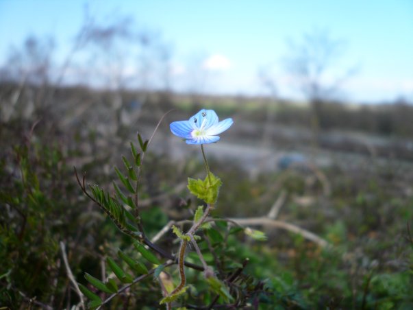 Frühligsblumern an der Autobahn