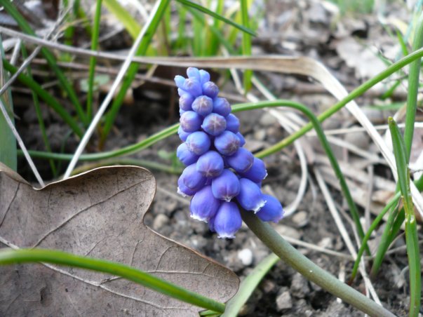 Frühligsblumern an der Autobahn