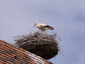Storchennest