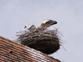 Storchennest