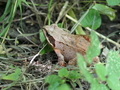 Springfrosch