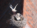 Storchennest