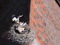 Storchennest