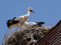 Storchennest