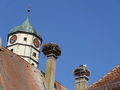 Storchennester