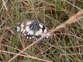 Rollenberg Schmetterling