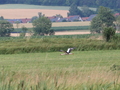 Storch