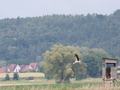 Storch